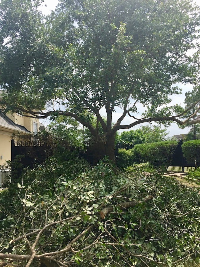 Landscape Tree Trimming Pruning Houston TX